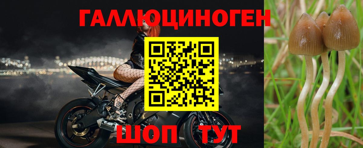 Галлюциногенные грибы Psilocybe Топки